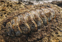 Descubrieron un nuevo tipo de molusco que casi no cambió su aspecto en 300 millones de años