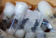 Detenido por intentar traficar con miles de hormigas exóticas