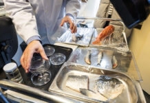 Diseñan un nuevo biotejido con escamas de peces como solución para regenerar córneas