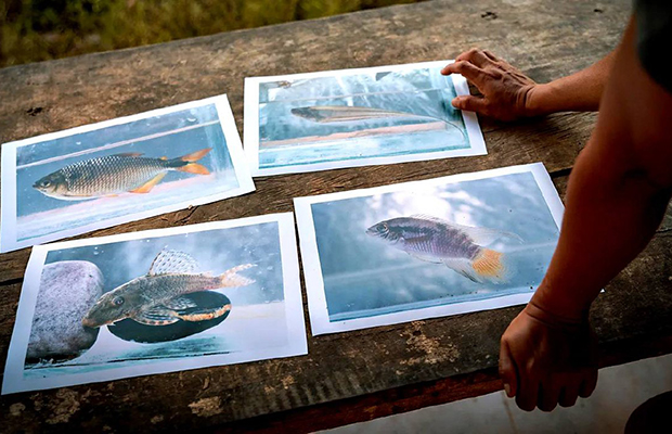 Documentan por primera vez 118 especies de peces en un río de la Amazonía de Ecuador