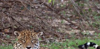 Pobladores matan a dos tigre mariposa tras alegar riesgos de seguridad en Amazonas