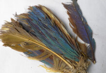 El ADN de plumas de hace cientos de años revela una sofisticada red comercial preínca