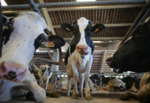 El campo ruso se rebela contra sacrificio de miles de cabezas de ganado por brote de virus