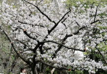 El inicio de la primavera marca la llegada del apogeo de los cerezos en las ciudades japonesas
