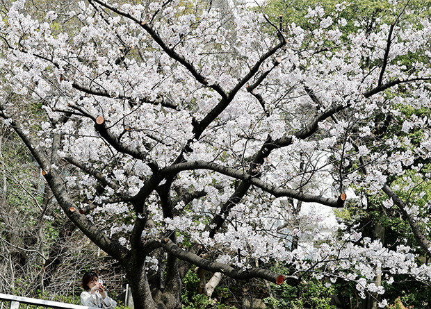 El inicio de la primavera marca la llegada del apogeo de los cerezos en las ciudades japonesas