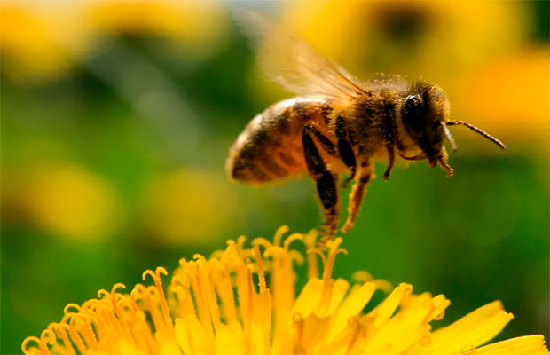 El tamaño importa: las abejas bailan mejor cuanto más público tienen