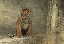 El zoo de Berlín presenta al recién llegado tigre macho de Sumatra en el nuevo recinto