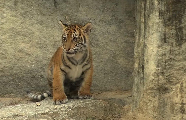 El zoo de Berlín presenta al recién llegado tigre macho de Sumatra en el nuevo recinto