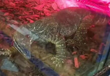 Encuentran serpientes peligrosas y un caimán escondidos en un sótano en una casa de Italia