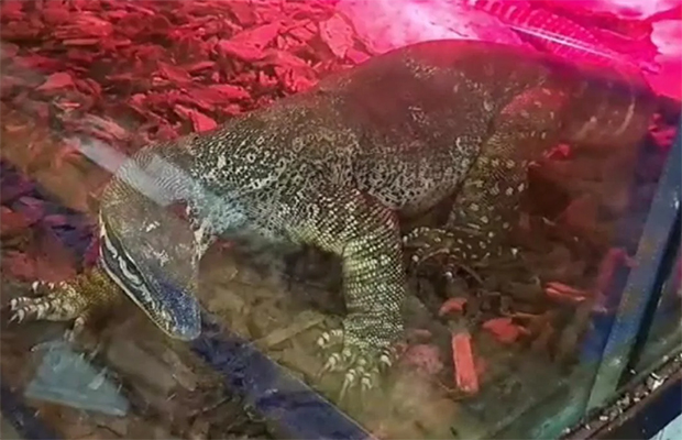 Encuentran serpientes peligrosas y un caimán escondidos en un sótano en una casa de Italia