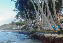 Erosión costera amenaza cocoteros en Playa El Agua