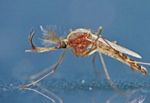 Esto ocurre con los mosquitos cuando llega el frío