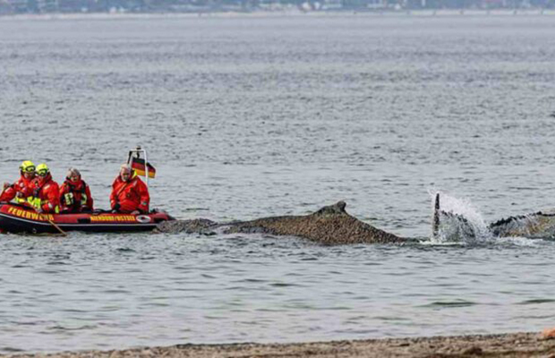Experto habla de «día decisivo» para ballena atrapada en costa alemana del Báltico