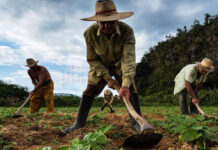 Fedeagro pide a la Fiscalía acciones contra hechos de violencia que afectan a productores del campo