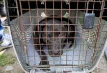 Fiscalía de Colombia desmantela red internacional dedicada a las peleas de perros