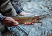 Fortalecen cría de truchas con el uso de ciencia nuclear en el país