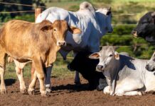 Ganadería bufalina y bovina entrarán en fase de expansión con Plan de Sectorización