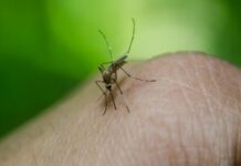 Gobernación de Lara confirma dos muertes por fiebre amarilla