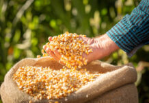 Gobierno nacional prevé duplicar producción de cereales para sustituir importaciones