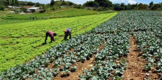 Gremio agrónomo venezolano exige actualizar Ley de Tierras