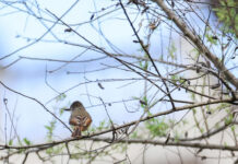Guatemala registra su riqueza aviar en el Centroamérica Big Day 2026