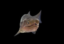 Hallan el pez óseo articulado más antiguo, que vivió hace unos 436 millones de años