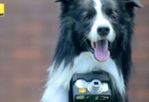 “Heartography” el experimento que hizo posible que un perro se convirtiera en fotógrafo