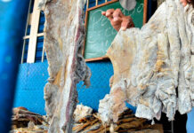 Incautan más de 216 kilos de carne de chigüire y baba en cuatro estados