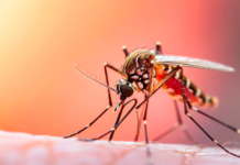 Infectólogo Julio Castro: La fiebre amarilla no necesita revacunación