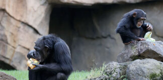 La atracción de los homininos por los cristales, a estudio con chimpancés