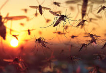 La ciencia descubre las reglas de ataque de los mosquitos