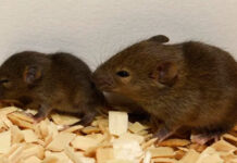 La clonación repetida tiene un límite: 25 generaciones en los ratones