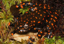 La rana de cristal de manchas rojas de Ecuador podría perder cerca del 45 % de su hábitat