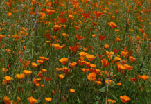 La rápida evolución ayudó a algunas flores a sobrevivir a la gran sequía de California