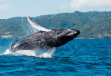 La recuperación de la ballena jorobada influye en su comportamiento y reproducción