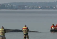 Las autoridades alemanas luchan por rescatar a una ballena que está varada en el Báltico