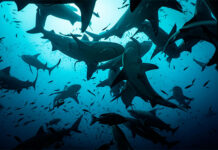 Las relaciones sociales del tiburón toro: elige su compañía con fines específicos