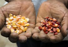 León Heredia: Uso de semillas transgénicas está prohibido en Venezuela