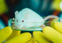 Logran reactivar el cerebro de un ratón tras ser congelado