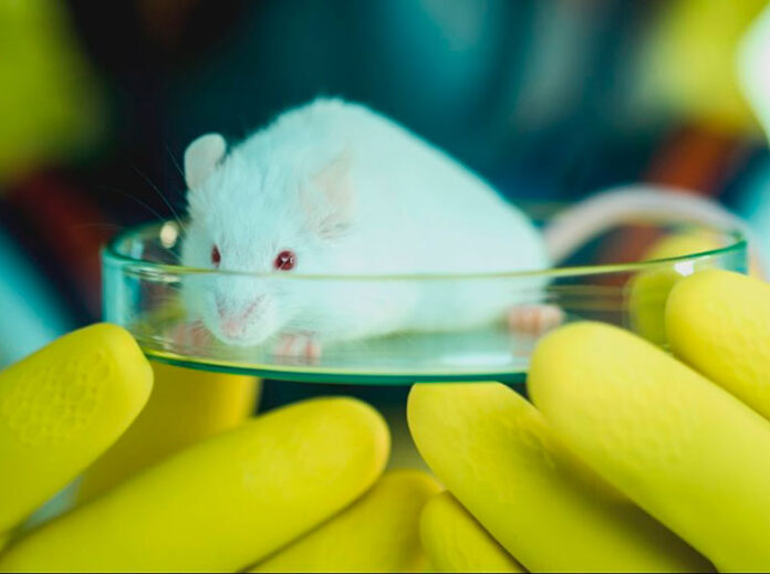 Logran reactivar el cerebro de un ratón tras ser congelado