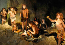 Los neandertales usaban el alquitrán de abedul como un antibiótico primitivo