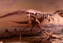 Los restos de un enorme tiranosaurio respaldan su posible origen en América del Norte