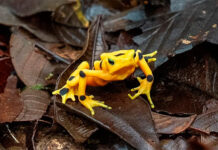 Más cerca del regreso de la casi extinta rana dorada a su hábitat natural en Panamá