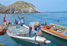 Más de 160 toneladas de sardinas salen de Nueva Esparta hacia toda Venezuela