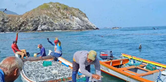 Más de 160 toneladas de sardinas salen de Nueva Esparta hacia toda Venezuela