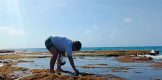 Mincyt analiza potencial ecológico de las macroalgas en La Guaira