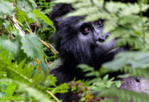 Nace una cría de gorila de montaña en el Parque de Virunga al este de RD del Congo