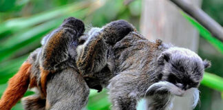 Nacen en Roma dos gemelos de tamarino emperador, el curioso mono de bigotes blancos