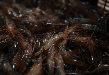 Nápoles prohíbe el consumo de marisco crudo en restaurantes tras un repunte de Hepatitis A