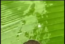 Nuevo género de mariposas Fernanmorana resalta la riqueza de la Amazonía